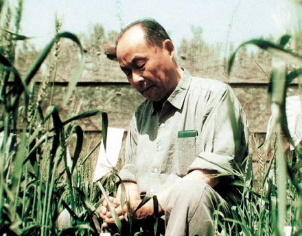 1980年，戴松恩在试验田进行小麦杂交研究